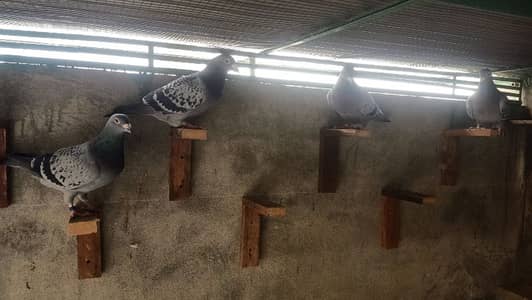 Pigeons Qasid Pairs available for sale 0308-5000940
