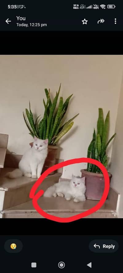 active beatuiful  cat