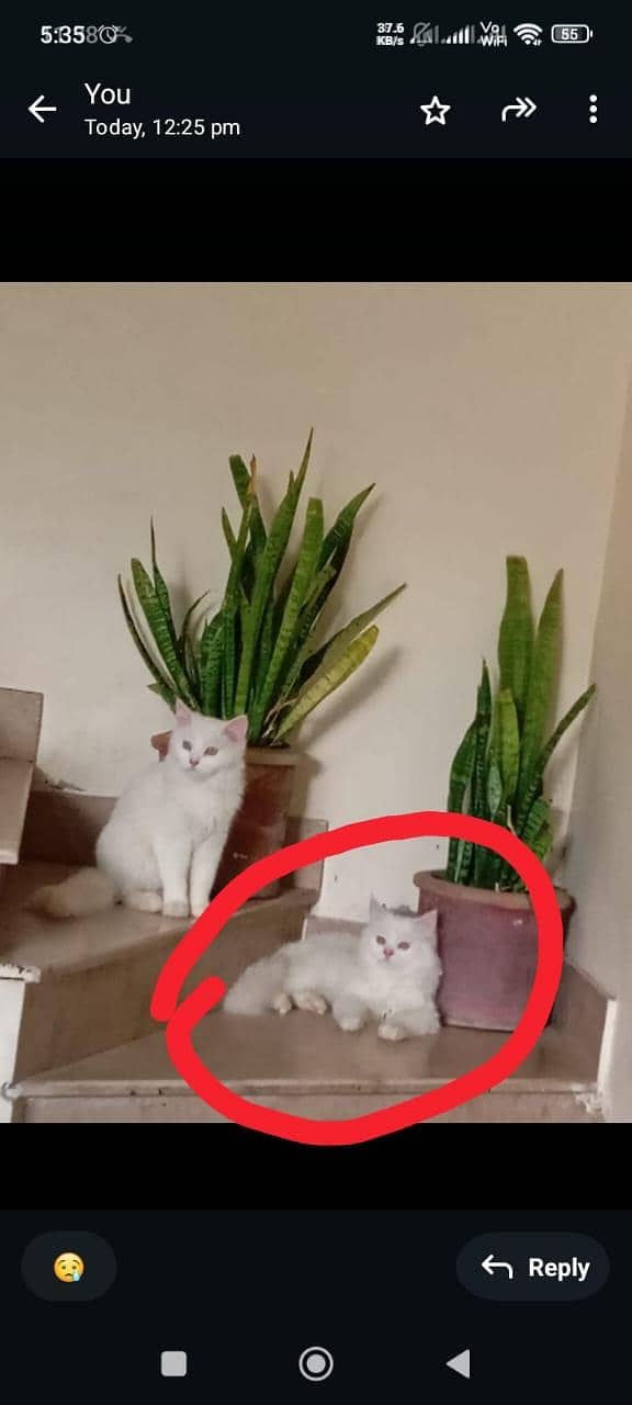 active beatuiful  cat 0