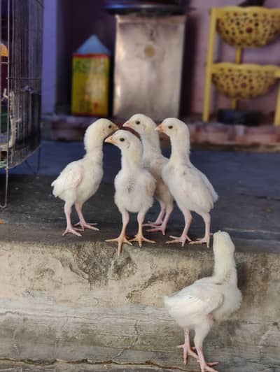 aseel heera 5  chicks