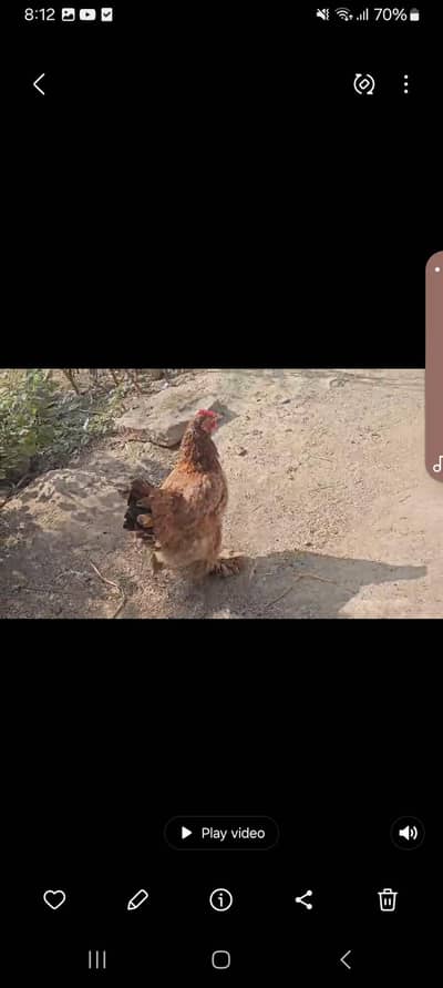 Golden buff imported quality