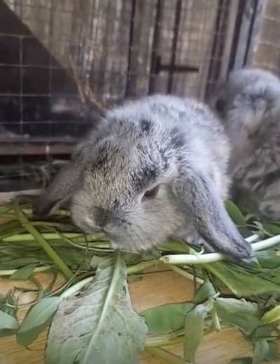 Holland loop ouch face