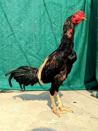 walati patha for sale