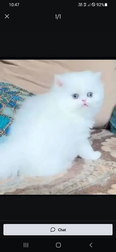 Persian beautiful cat for sale 0344/00/63/354 my WhatsApp number