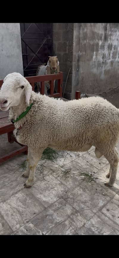 Dumba sheep for sell