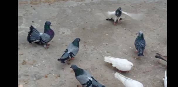 Kabootar for sale one piece 650