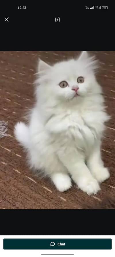Persian beautiful cat for sale 0344/00/63/354 my WhatsApp number