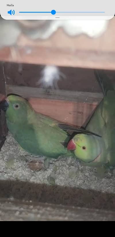 ringnak pair available box ma batha ha