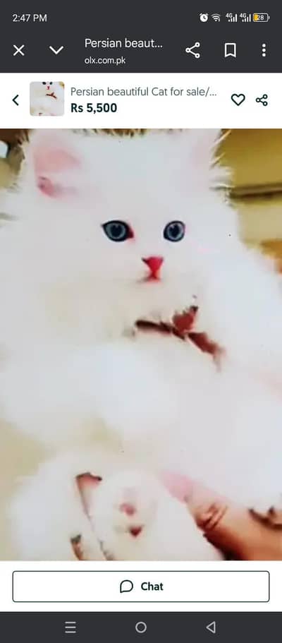 Persian beautiful cat for sale 0344/00/63/354 my WhatsApp number