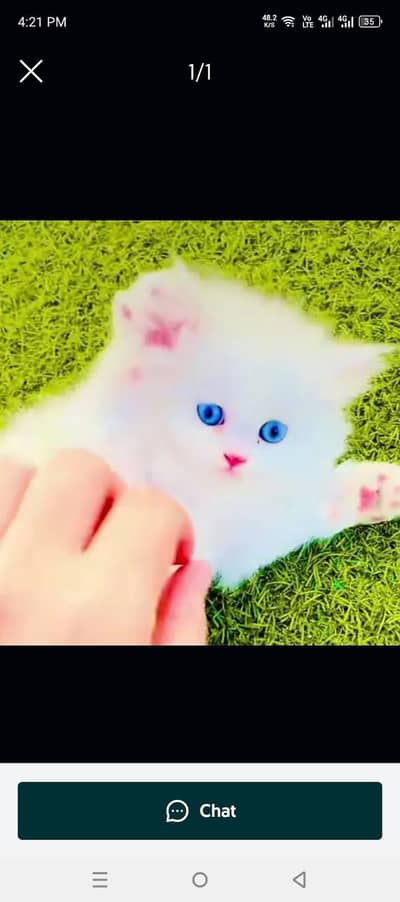 Persian beautiful cat for sale 0344/00/63/354 my WhatsApp number