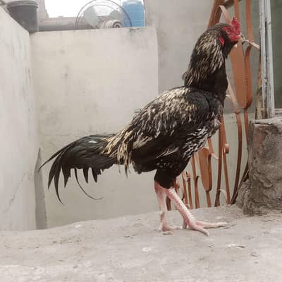 aseel patha for sale