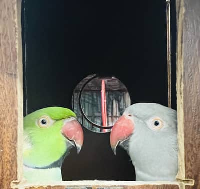 Beautiful Hand tamed talking Ringneck pair