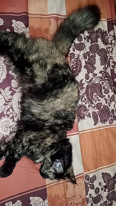 cute and train cat and  human attached