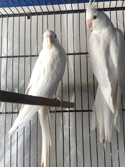 Ino Ready To Breed Pair And Pallid Breeding Pair With 3 Chics