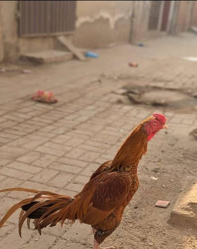 Aseel Rooster for sale
