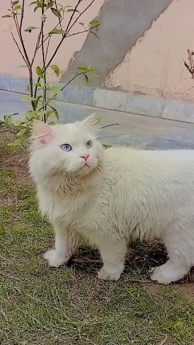 Waite parshian cat male 0.3. 1.4. 90.78. 767