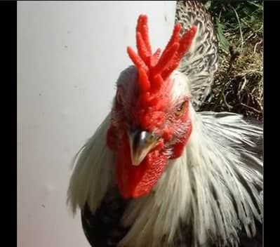 Dandarwi breed female egg laying