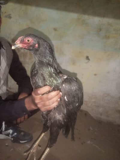 Mashallah High Quality Aseel  Murgy