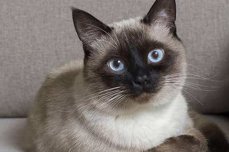 siamese cat