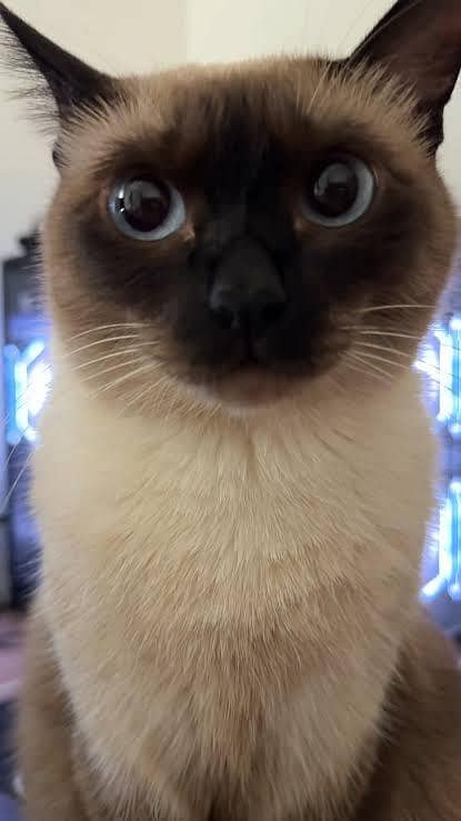siamese cat 1