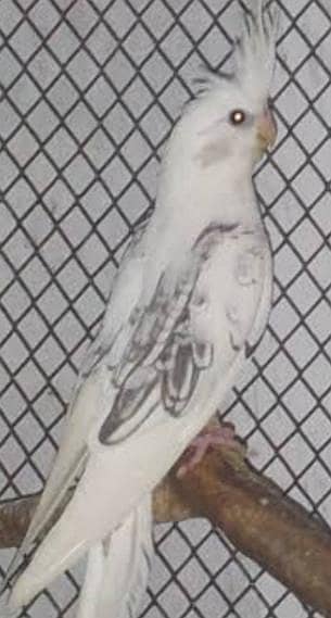 Eno v pied Male for sale