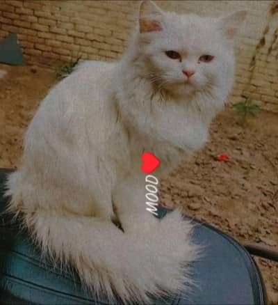 Persian cat