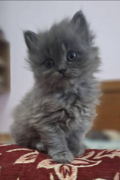 Triple coated persion kittens