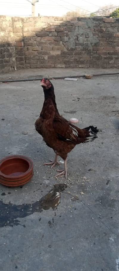 as eel lakhi murgi ha