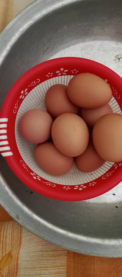 Egg laying Hens Active and Healthy