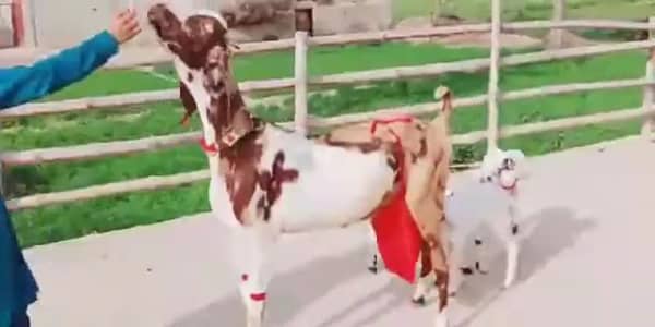 bakri 2 male 1 female kids available. 03228068296