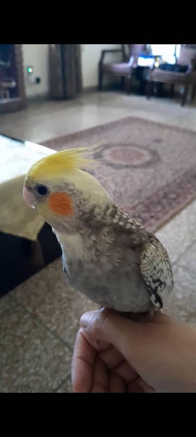 handtame flytame female cockatiel