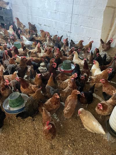 Golden Misri hens For Sale