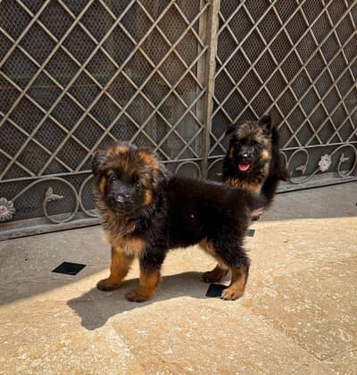 German shepherd puppy for sale