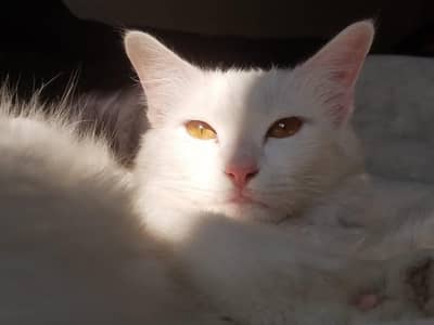 Double coat Persian female