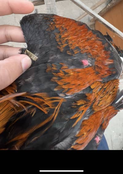 Imported Thi bannet aseel. Video available