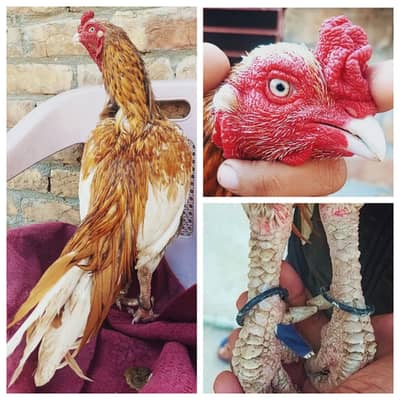 Santol Aseel zero size