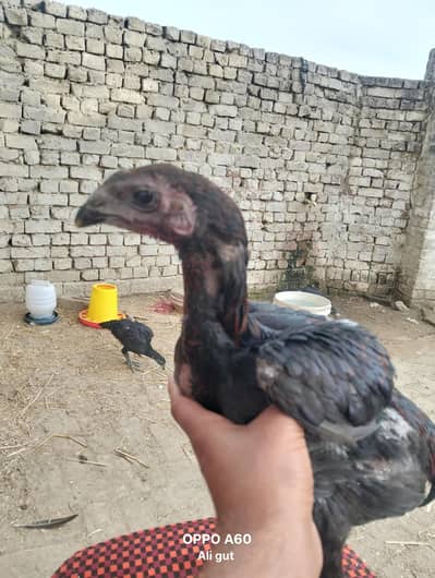 pure koela dragon patha available he jis bhai ko chahiye contact kr le