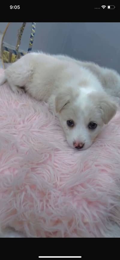Japanese spitz puppy