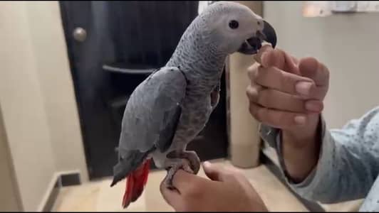 African Grey parrot - African Gray Parrot - silver congo size - tame