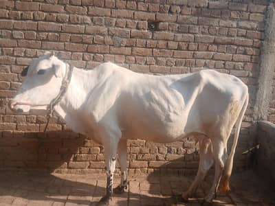 pure fatehjangi breed