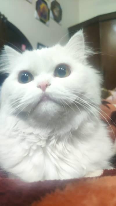 White Persian Cat