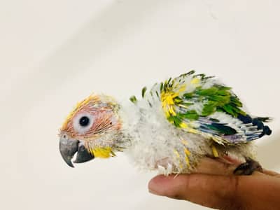 Sunconure chick hand feed