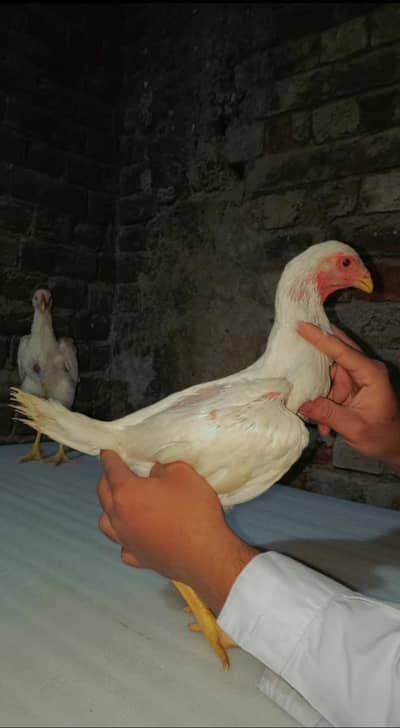 white German o shamu chicks and breeders available