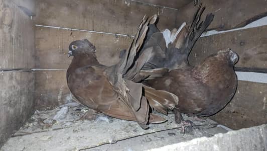 lacky fantail pair laka brown