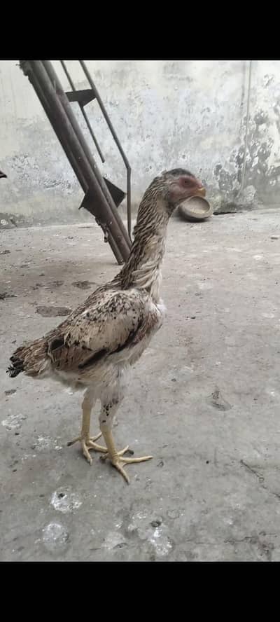 SHAMO PATHIYA FOR SALE