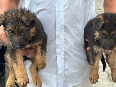 German shepherd puppies  double cot my WhatsApp number 0340729094o