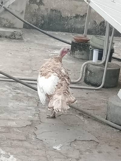 turkey male brown