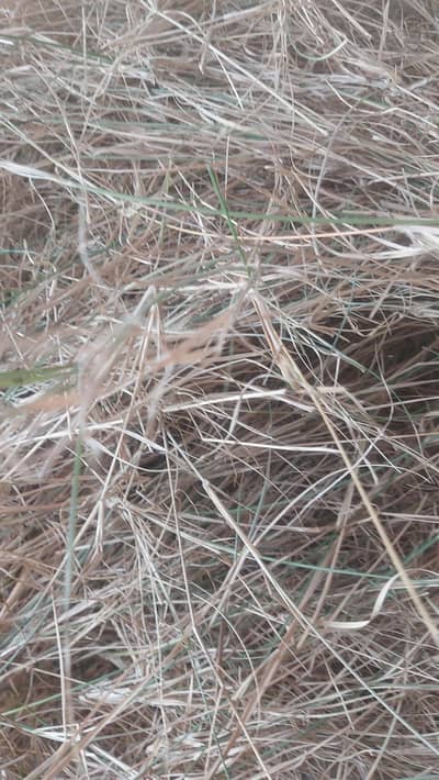 Bird Nesting Grass | Budgies Cockatiel Breeding Nest