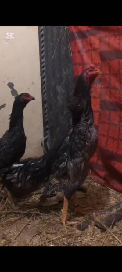 Top Quality Blue Oh Shamo Pair