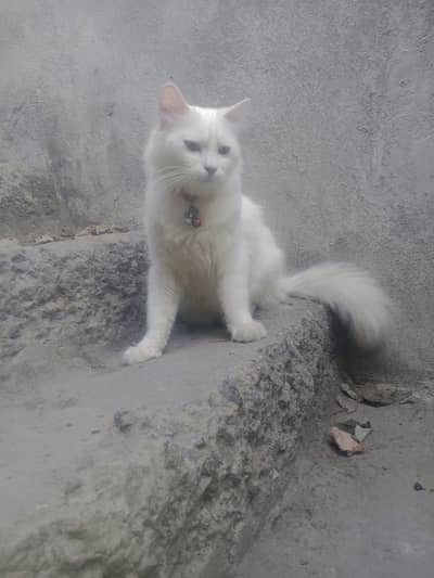 Persion Double coated female cat for sale